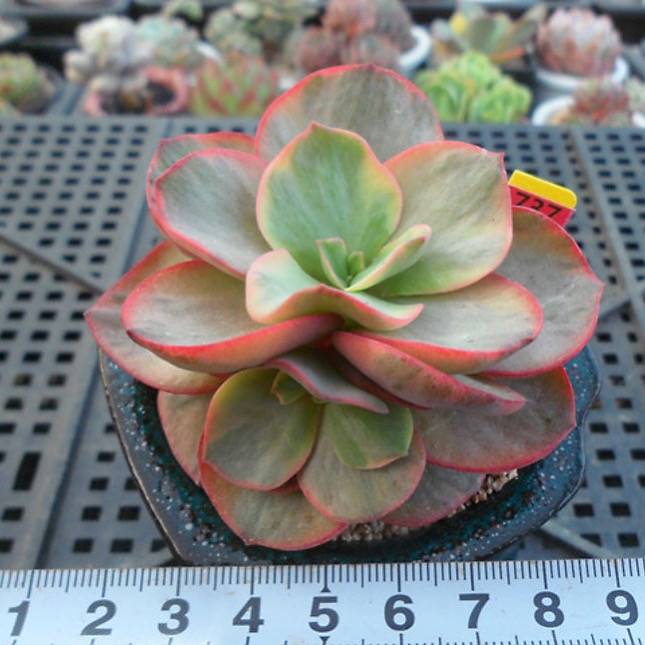 suyeon succulent Echeveria Suyon, Variegata, (Random) – Cedar Creek Farmhouse