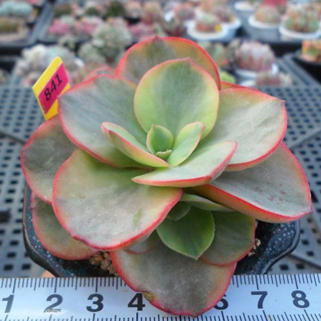onlyonerhonda succulent Echeveria Suyon, Variegata, (Random) – Cedar Creek Farmhouse