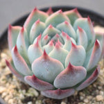 SPECIAL! JUST CART!!! PRESALE Echeveria Momotarou