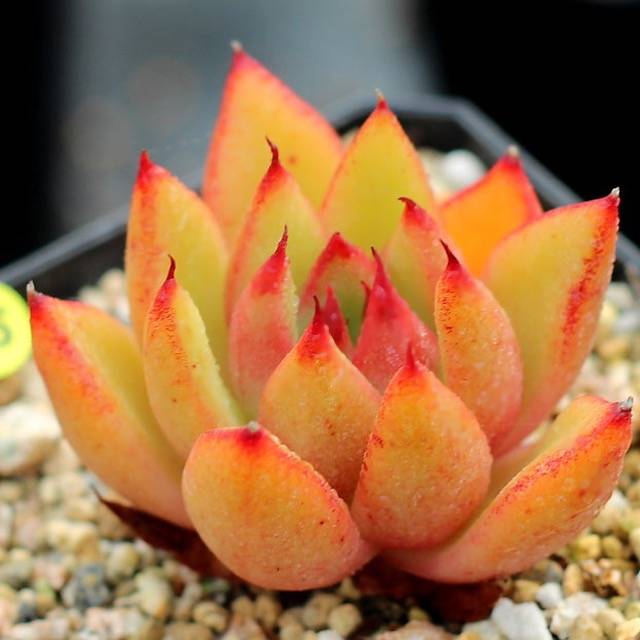 PRESALE Echeveria Mundy, (Not So Random)