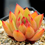 PRESALE Echeveria Mundy, (Not So Random)