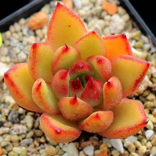PRESALE Echeveria Mundy, (Not So Random)