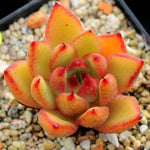 PRESALE Echeveria Mundy, (Not So Random)