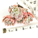 Echeveria Unknown Shaviana, Cluster