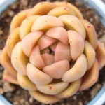 PRESALE Echeveria Helena Sp