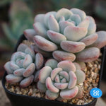 PRESALE Echeveria Ice Cream, Triple, (Random)