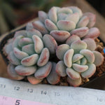 PRESALE Echeveria Ice Cream, Triple, (Random)