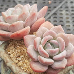 PRESALE Echeveria Ice Cream, Triple, (Random)