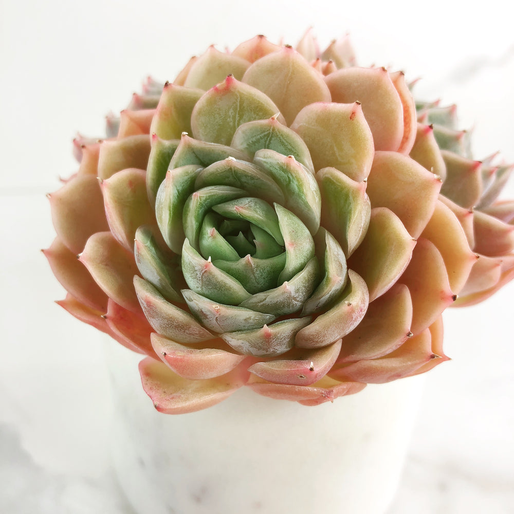 Echeveria Onslow, (Triple Cluster)