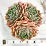 Echeveria Onslow, (Triple Cluster)