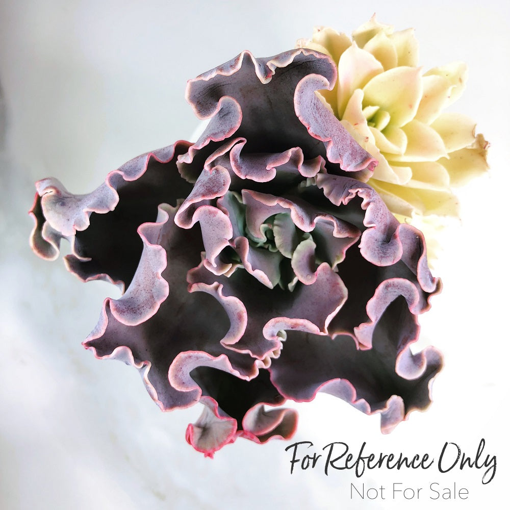 japan moon river succulent Echeveria Japan Moon River, (Triple) – Cedar Creek Farmhouse