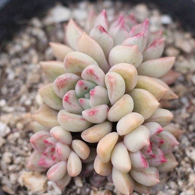 PRESALE Echeveria Melody, (Cluster) – Cedar Creek Farmhouse