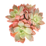 Echeveria Sugar Pink