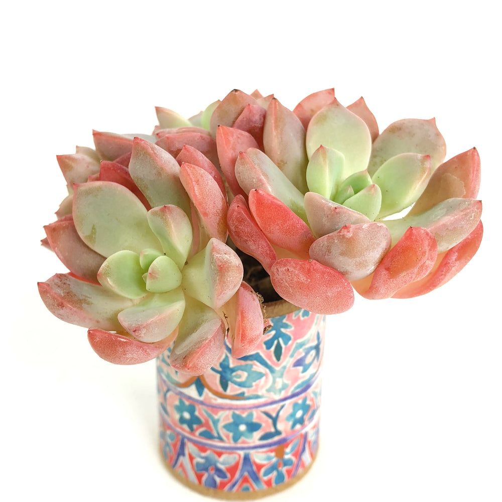 Echeveria Sugar Pink