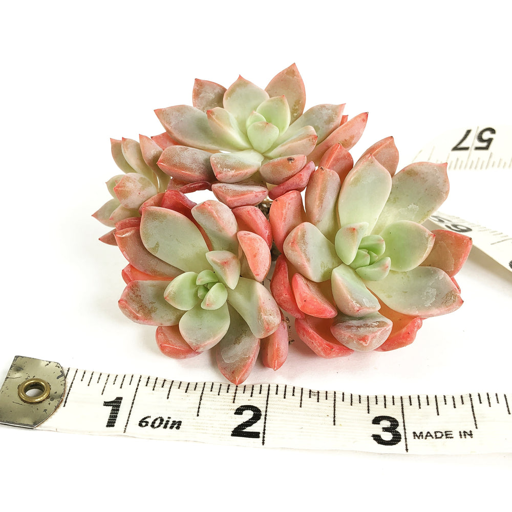 Echeveria Sugar Pink