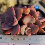 PRESALE Graptoveria Mrs. Richards Clusters, (Random)