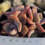 PRESALE Graptoveria Mrs. Richards Clusters, (Random)