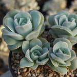 PRESALE Echeveria Lovely Rose Clusters, (Random)