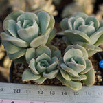 PRESALE Echeveria Lovely Rose Clusters, (Random)