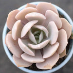 THE GOOD, THE BAD and The UGLY SALE! Echeveria 'Nuch'