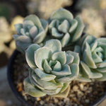 PRESALE Echeveria Lovely Rose Clusters, (Random)