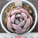 THE GOOD, THE BAD and The UGLY SALE! Echeveria 'Fulden'