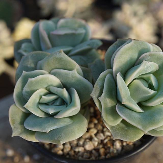 PRESALE Echeveria Lovely Rose Clusters, (Random)