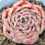 THE GOOD, THE BAD and The UGLY SALE! Echeveria Helena x Amanda