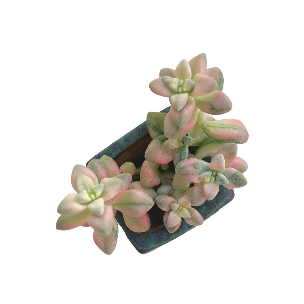 Crassula Deltoidea, Variegata, Cluster