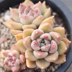 SPECIAL! JUST CART!!! PRESALE Echeveria Melody (Cluster)
