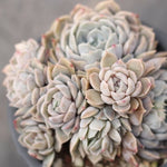 PRESALE Echeveria Mary Bell, (Cluster)