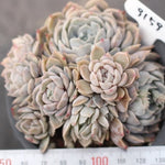 PRESALE Echeveria Mary Bell, (Cluster)