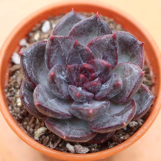 PRESALE Echeveria Black Queen Hybrid (Maleficent-esque)., (Not so Random)