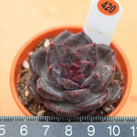 PRESALE Echeveria Maleficent Hybrid, (Not so Random)