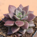 PRESALE Sinocrassula Indica, (Random)