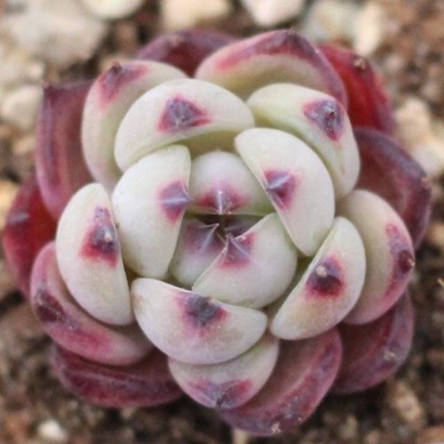 THE GOOD, THE BAD and The UGLY SALE! Echeveria 'Australian Wild Colorado'