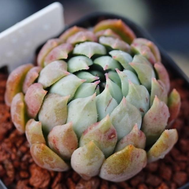 THE GOOD, THE BAD and The UGLY SALE! Echeveria Setosa Hybrid 'Machu Picchu'