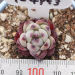 THE GOOD, THE BAD and The UGLY SALE! Echeveria 'Australian Wild Colorado'