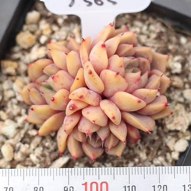 THE GOOD, THE BAD and The UGLY SALE! Echeveria Golden Bear Cluster