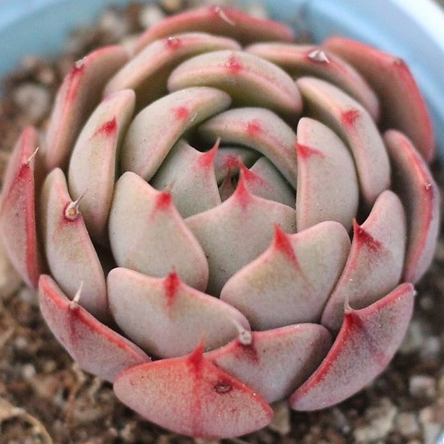 THE GOOD, THE BAD and The UGLY SALE! Echeveria Laulensis Sp