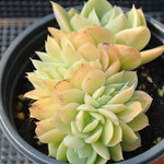 PRESALE Echeveria Pastel, Cristata, (Not so Random)