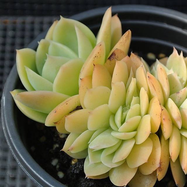 PRESALE Echeveria Pastel, Cristata, (Not so Random)