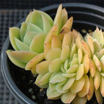 PRESALE Echeveria Pastel, Cristata, (Not so Random)