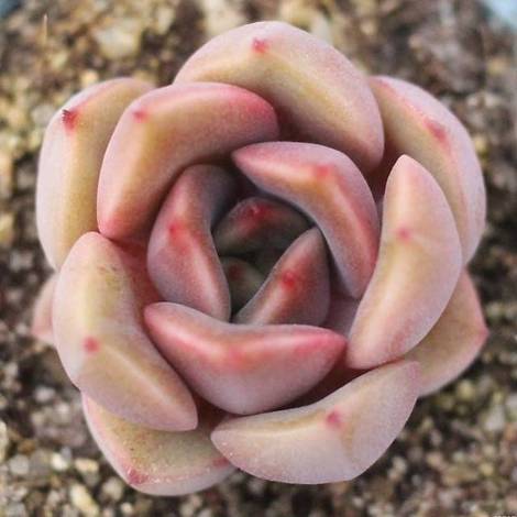 Echeveria 'Joe' (Hybrid)