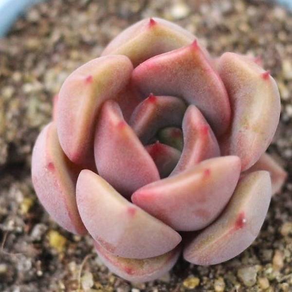 Echeveria 'Joe' (Hybrid)