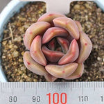 Echeveria 'Joe' (Hybrid)