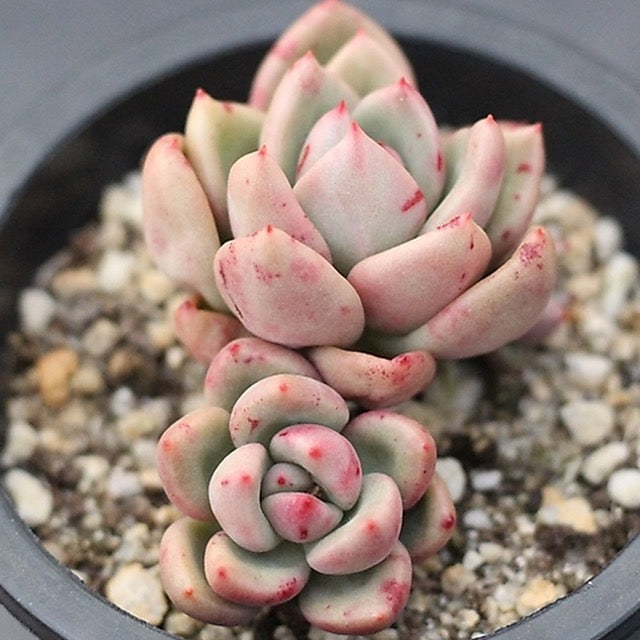 Presale Echeveria Agavoides Avocado Cream, (Double)