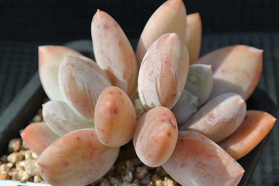 PRESALE Echeveria Glamour, (Not so Random)