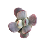 Cotyledon Orbiculata, Variegata