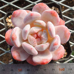 PRESALE Echeveria Orange Monroe (Hybrid?), (Random)